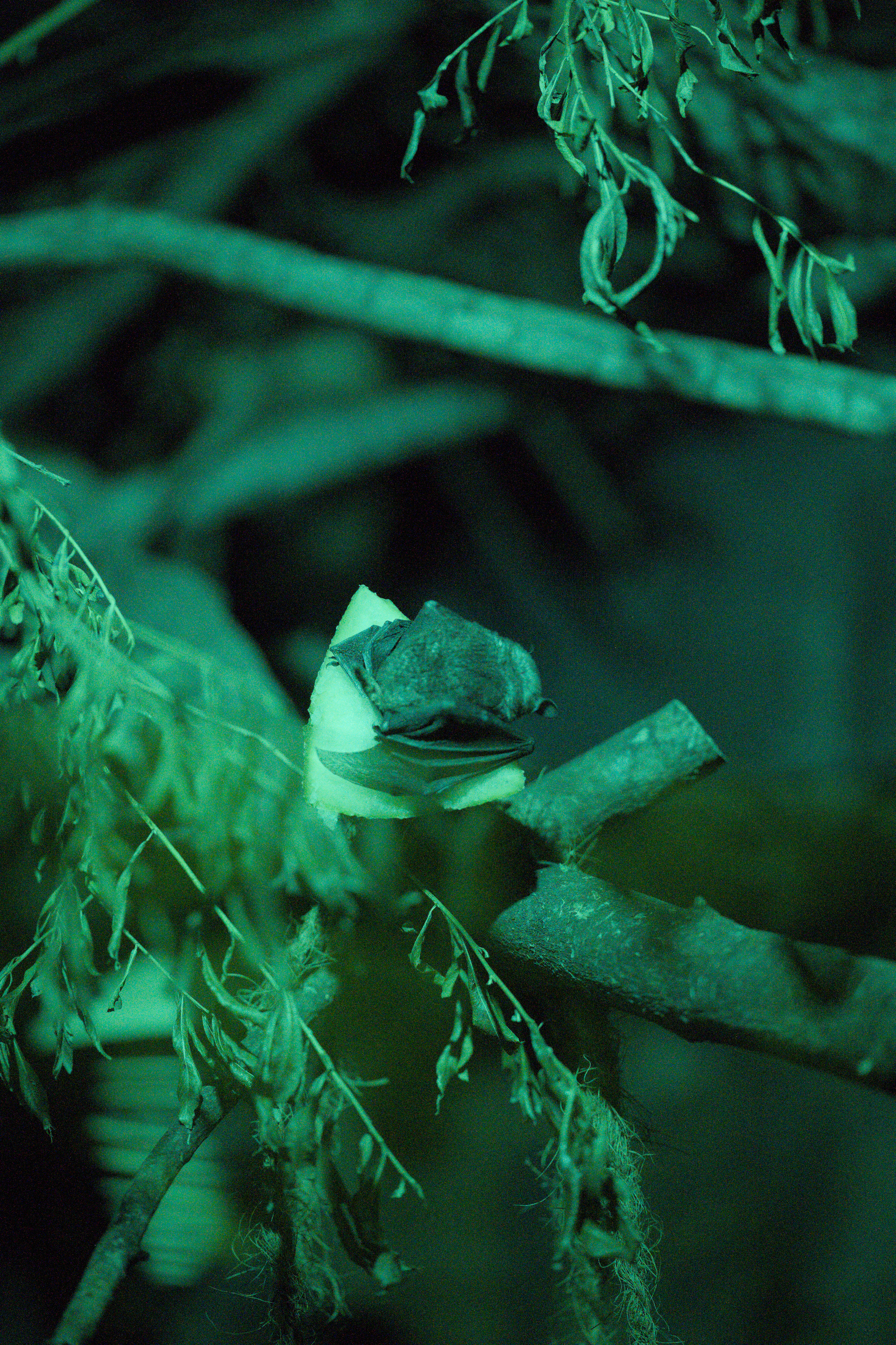 2025/10/12 - zoo/DSC_0285.jpg